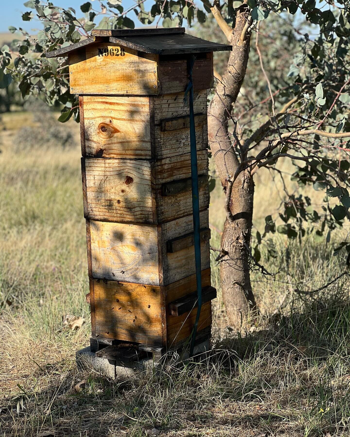 Oakley, up in the hills near #Bethungra, is a place of exceptional beauty and biodiversity. Each hive is shaded and sheltered by a white box sapling. Nearby grevillea shrubs offer nectar, and bees find water in the farm dam downhill. 

#biodiversity 