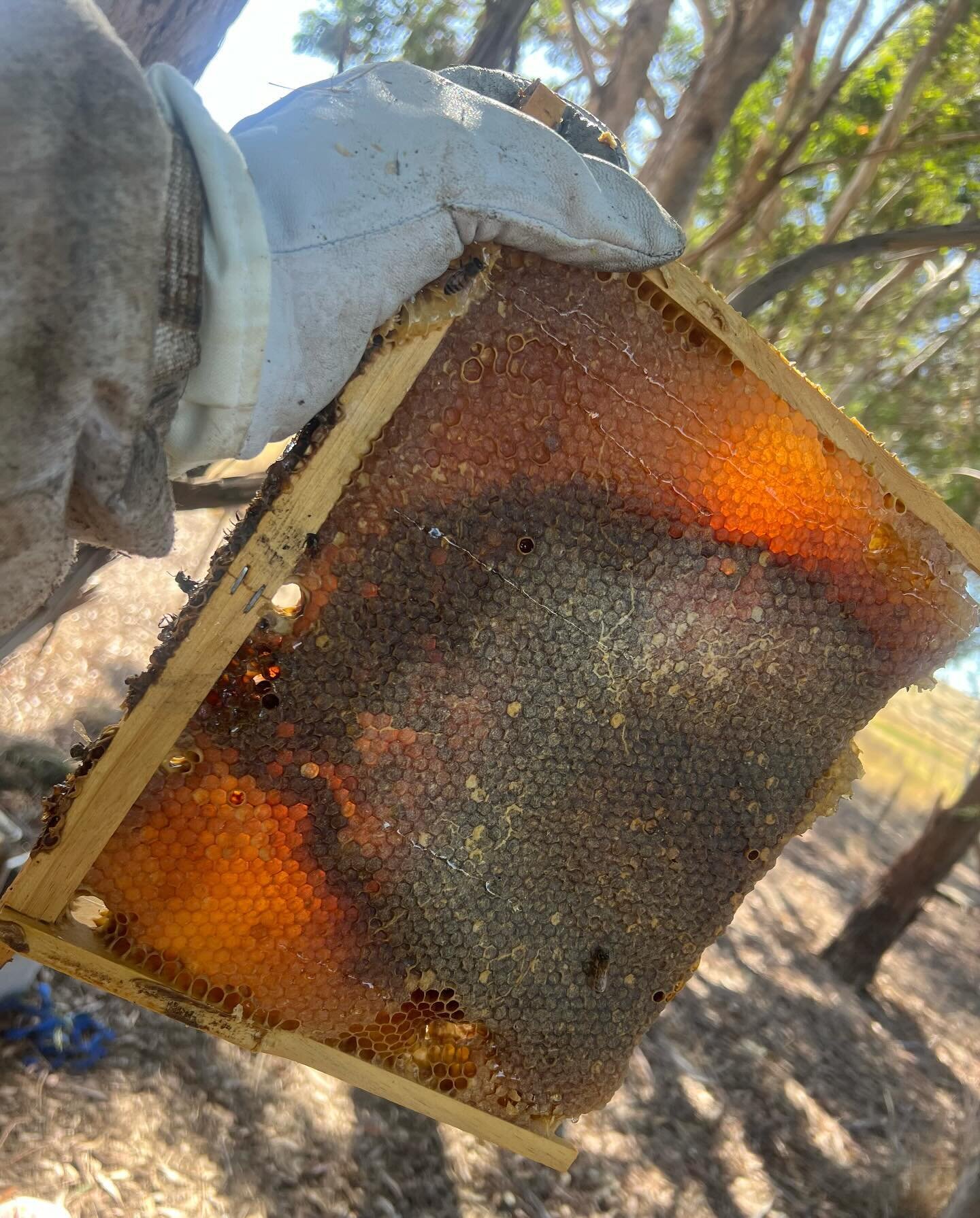 Comb darkened by propolis, full of rare and delicious #postbroodhoney. A good harvest this morning, under the eucalypts @wallendbeenparkfarm.

#warrebeekeeping #ecologicalbeekeeping #regenerativeagriculture #climateaction #carbondrawdown #wallendbeen