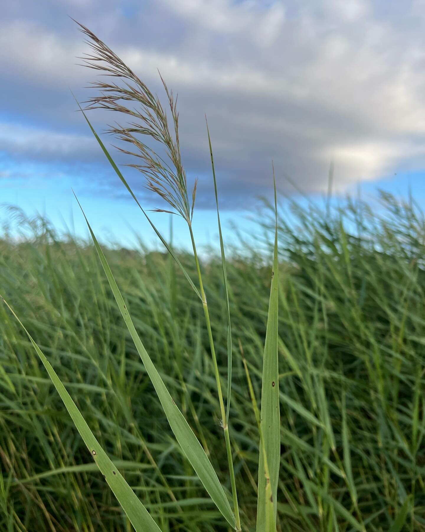As autumn sets in, the common reed (Phragmities australis, dyiriil in the local Wiradjuri language) is starting to flower along the creek. A few months back, in this particular reed bed, reed warblers were darting and calling. I&rsquo;m hoping that w