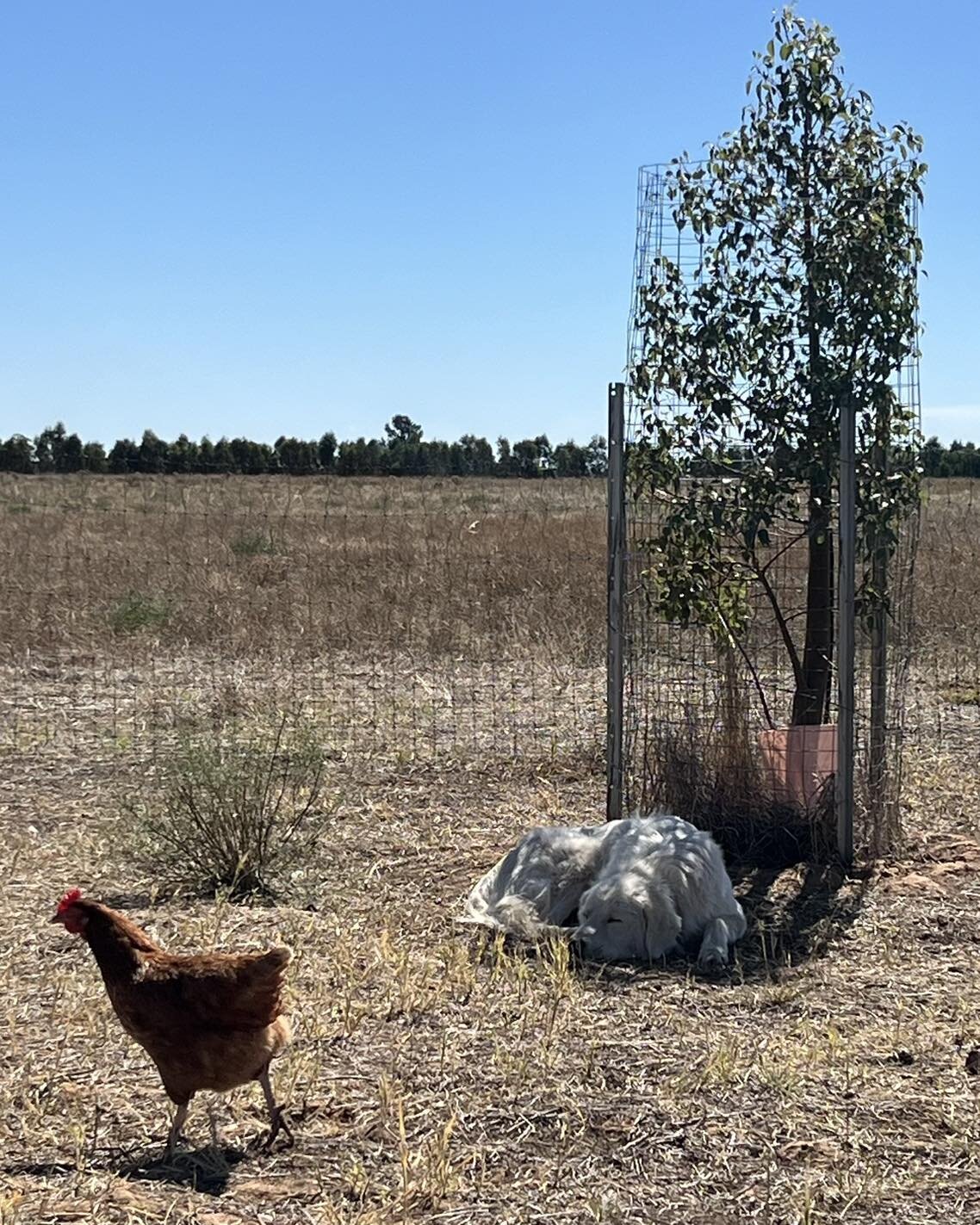 Arlo is enjoying the shade thrown by this young kurrajong tree, which has grown well through the wetter years. 

#regenerativeagriculture #biodiversity #climateaction #carbondrawdown #buildingsoil #juneeshire #wiradjuricountry #livestockguardiandog