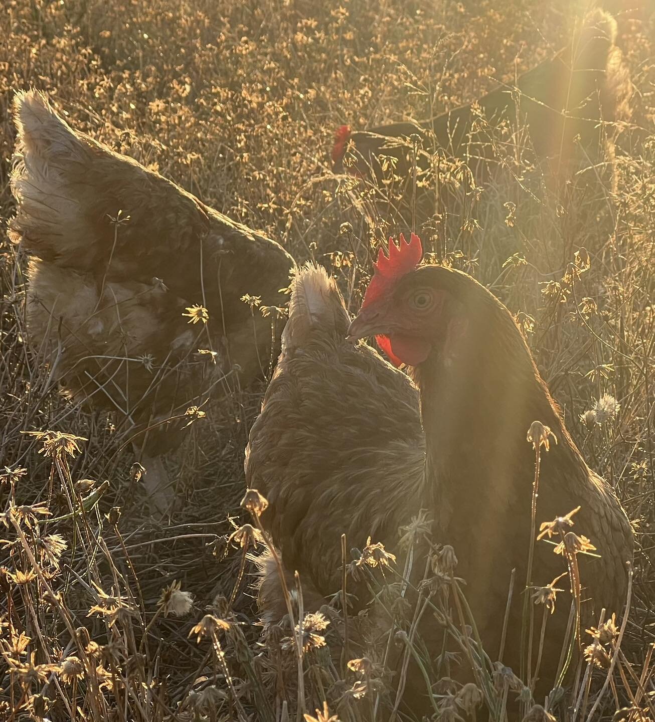 Sun rising, cool air, dry autumn pastures, hens scratching around, clucking. 

#juneepasturedeggs #autumnsunrise #pasturedeggs #reedycreekprovidore #juneeshire #wiradjuricountry #climateaction #carbondrawdown #buildingsoil