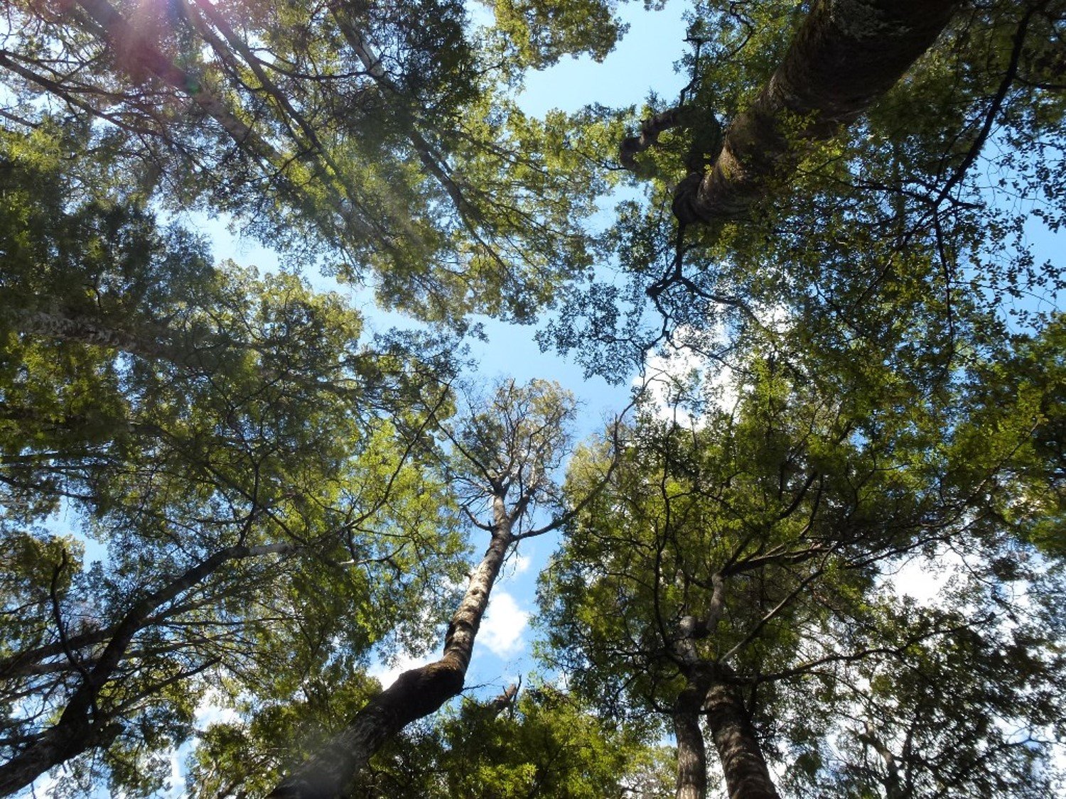 Tree Canopy.jpg