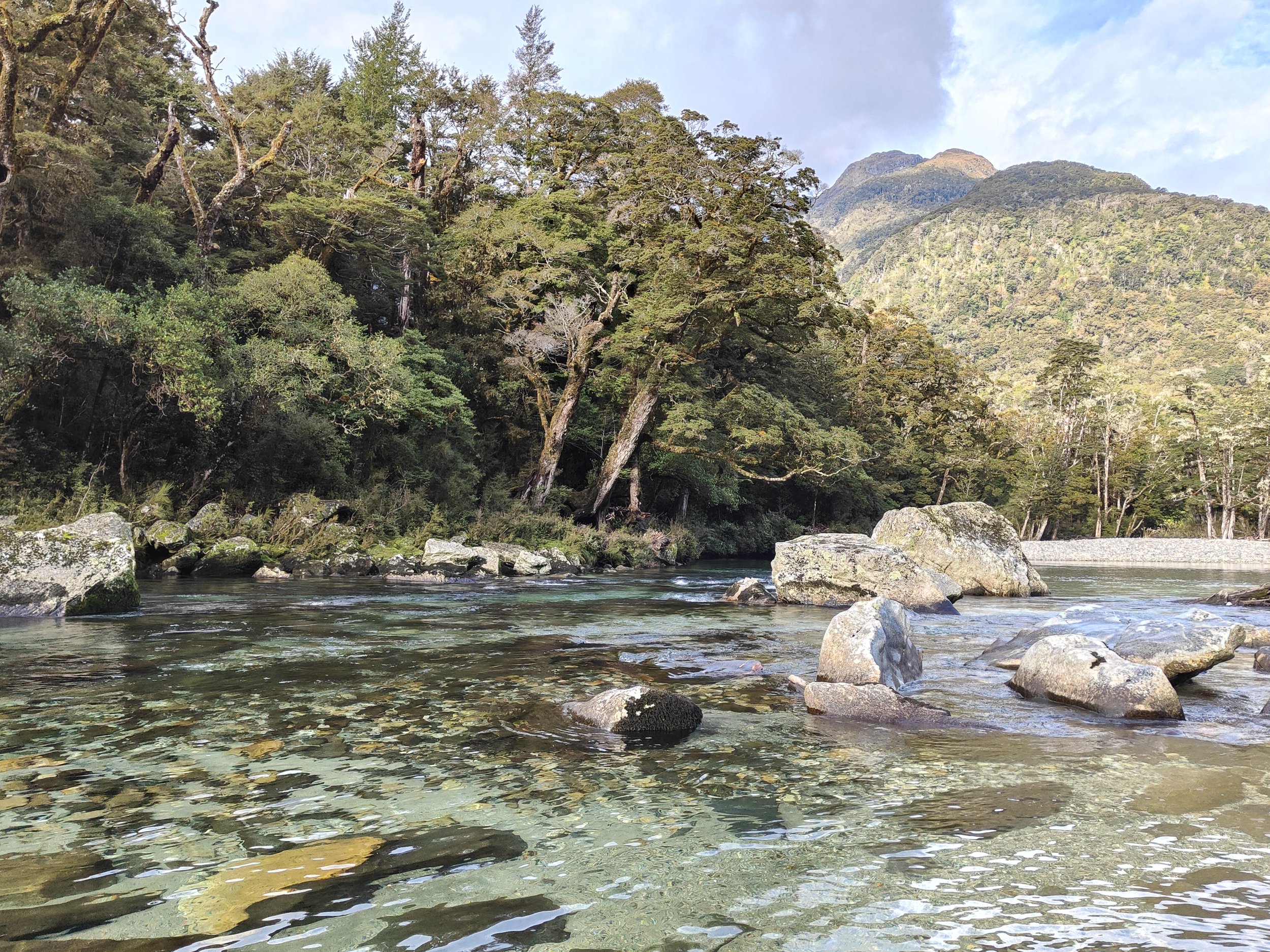 River and trees Milford Track Treology.jpg