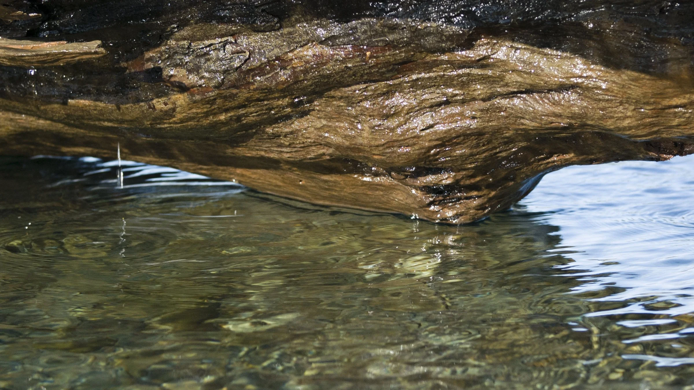 Rimu tree in Okuru river colour.jpg