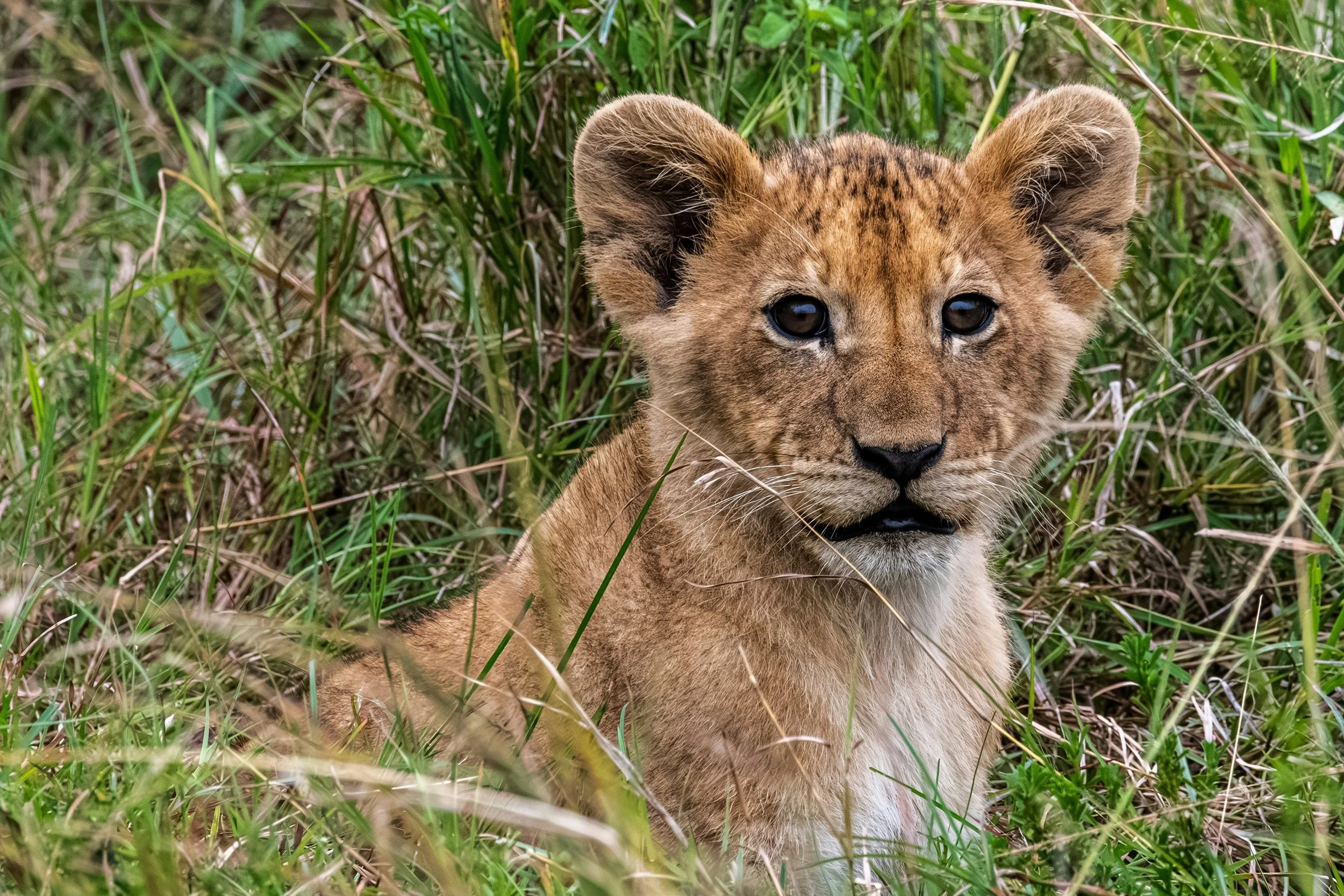Psykologen svarar - Hur gör jag 2026 till mitt bästa år? 