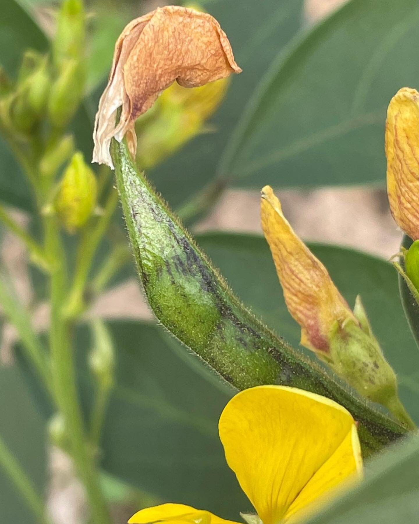 Drought resistant peas? Seems horribly timely as even though we&rsquo;ve had a splash of rain it&rsquo;s nowhere near enough. Mandy @incredible_vegetables had been experimenting with Pigeon Pea - Cajanus Cajun - a frost tender perennial whose seeds a