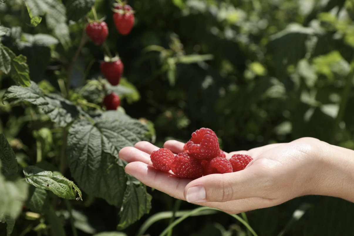 Organic Propagations