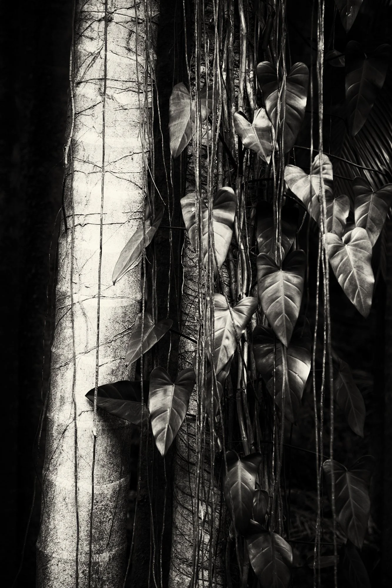 Vines and Palm, Hawaii  2013