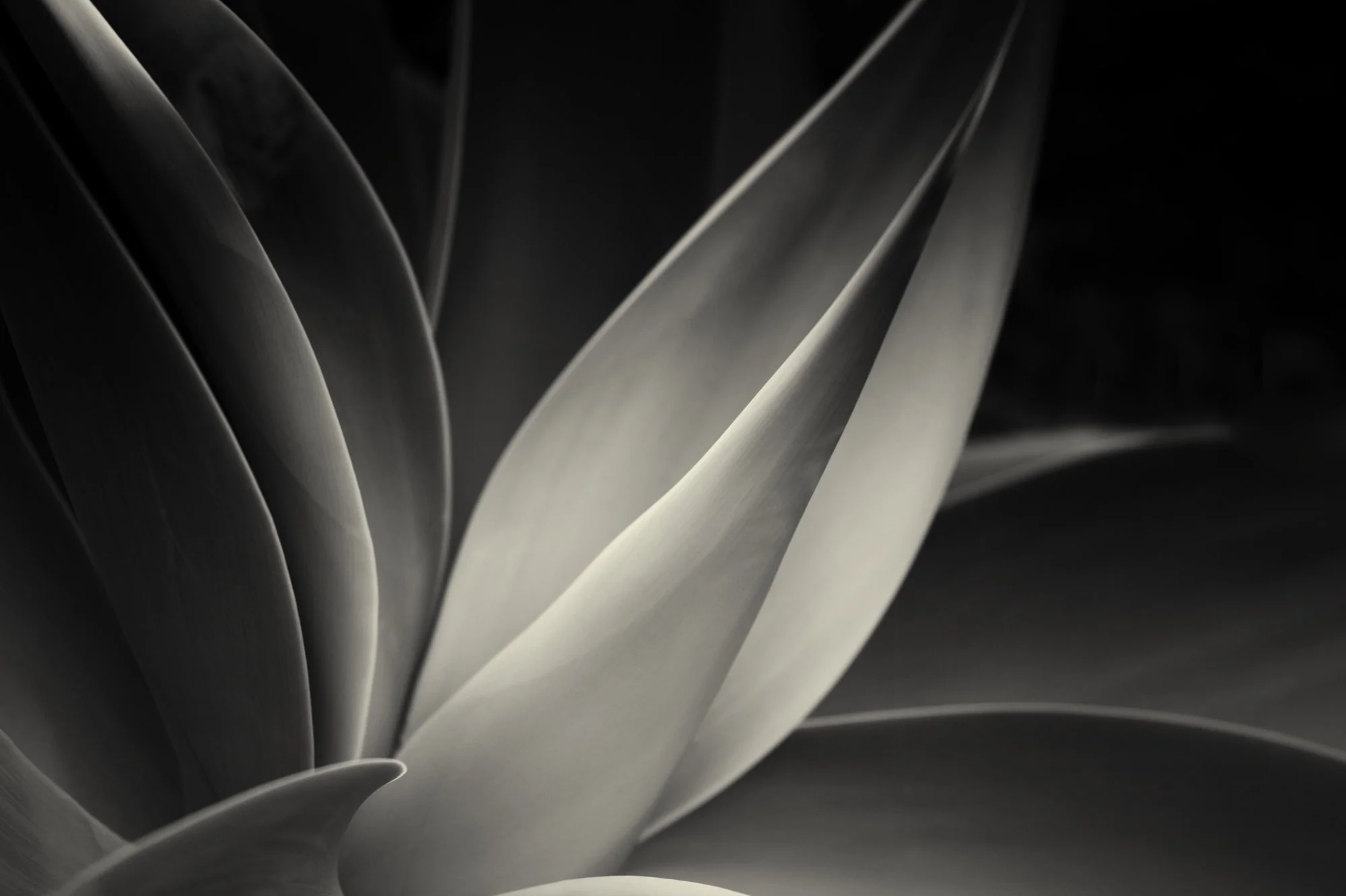 Century Forms Big Sur 2018