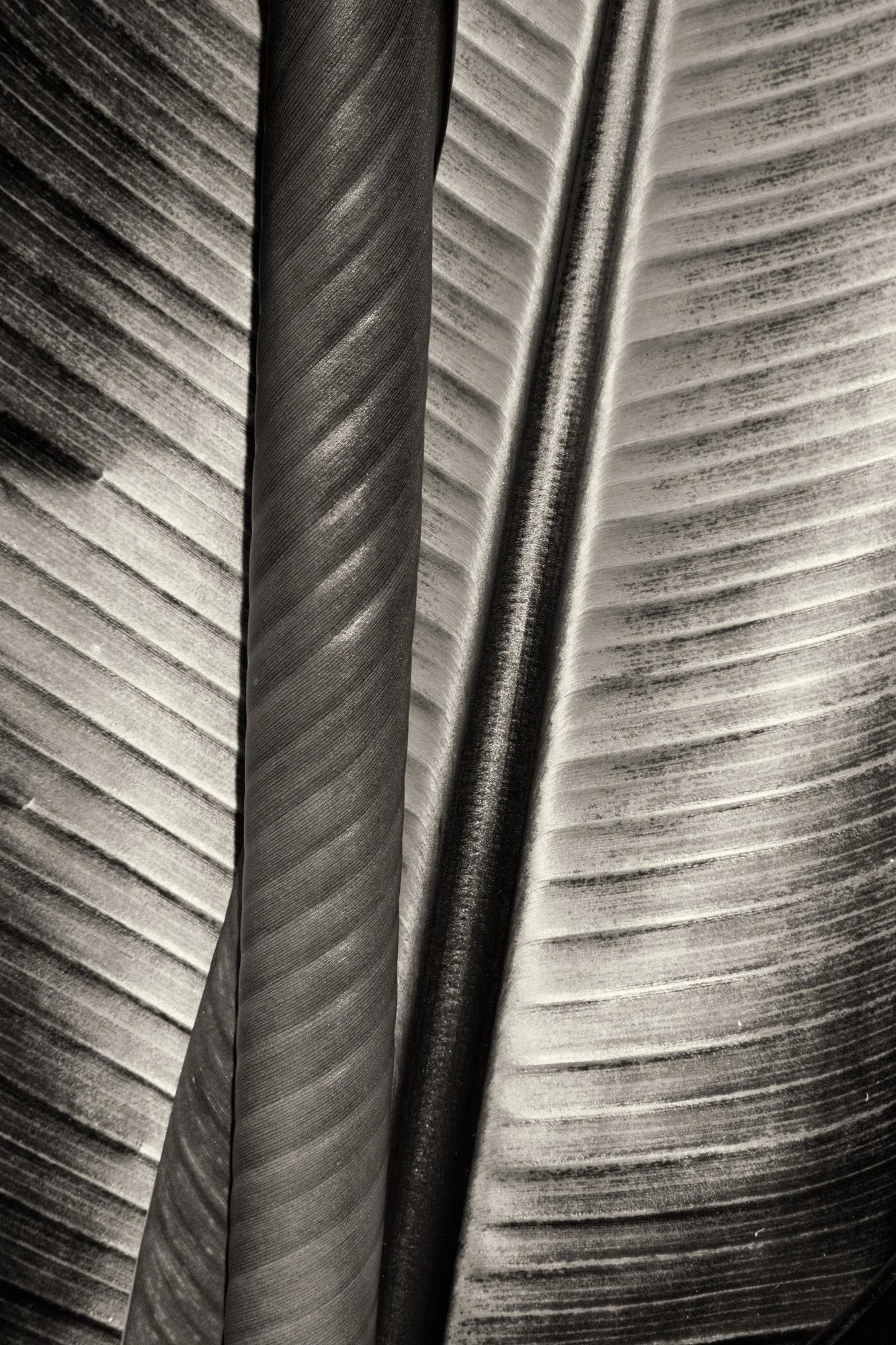 Two Leaves, Moorea 2014