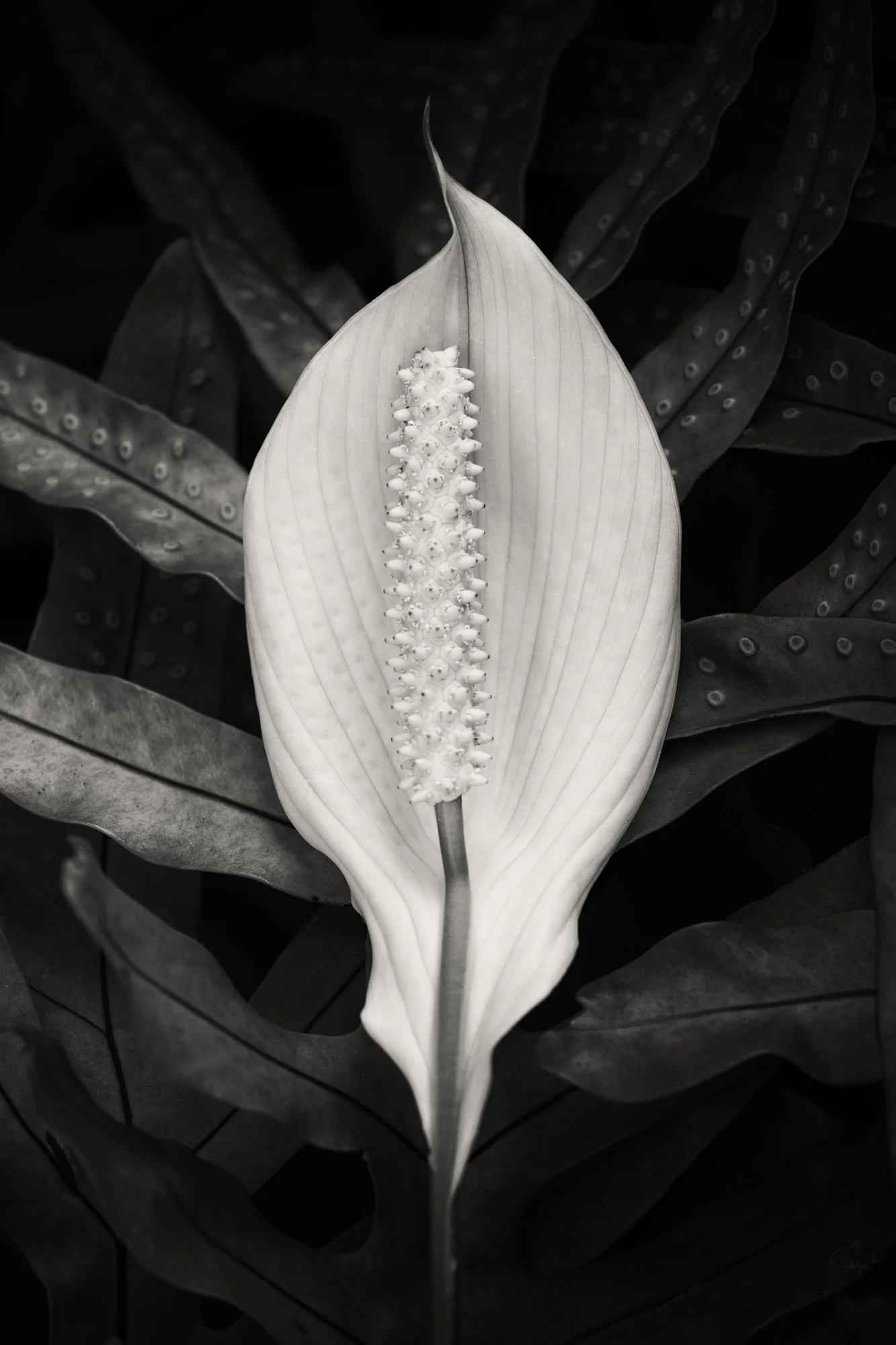 Lily against fern, Hawaii 2018