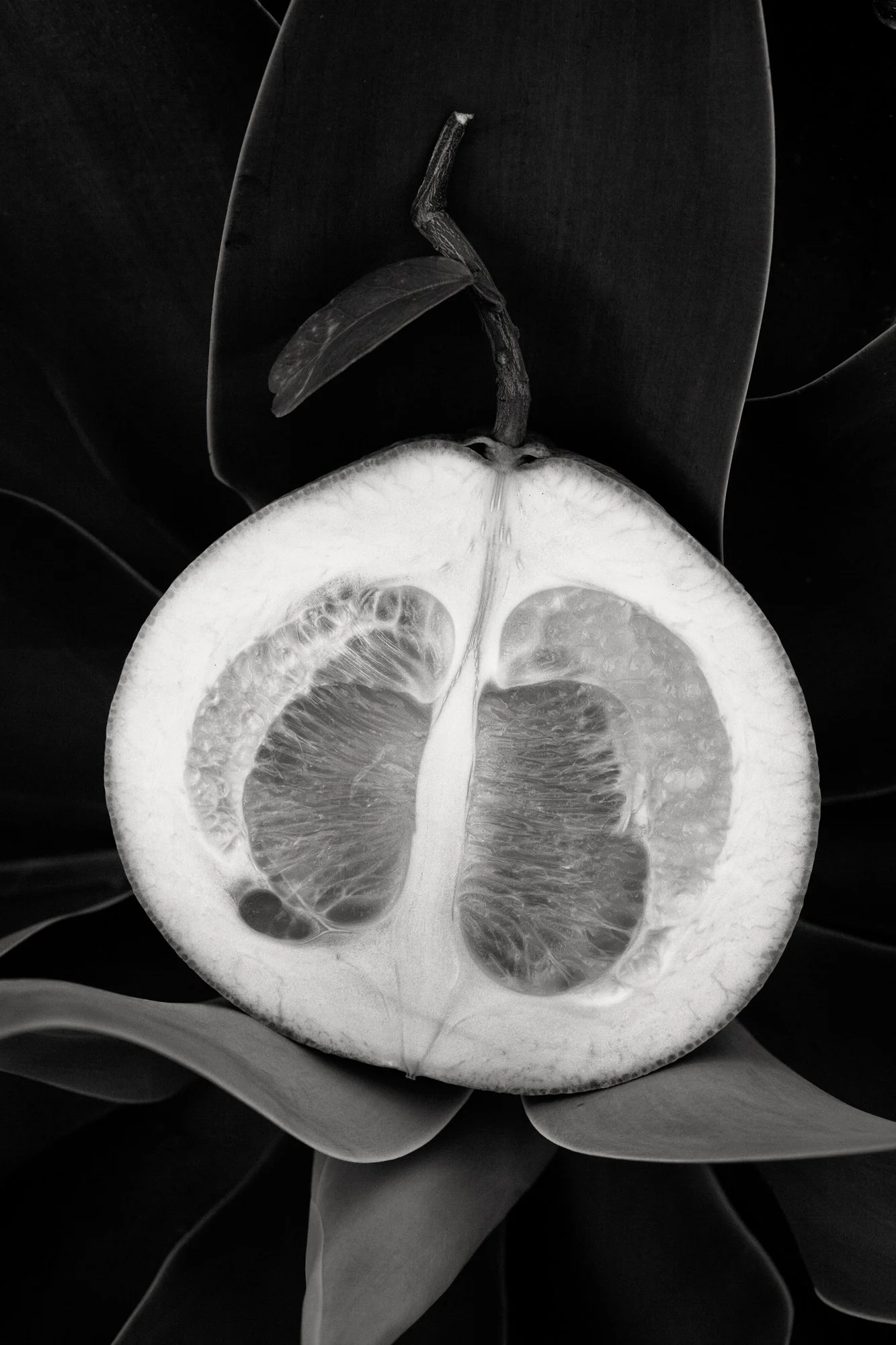 Fruit, Moorea 2014