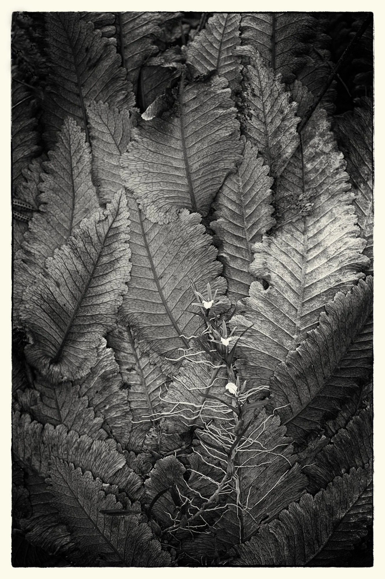 Orchid and Ferns Hawaii 2018