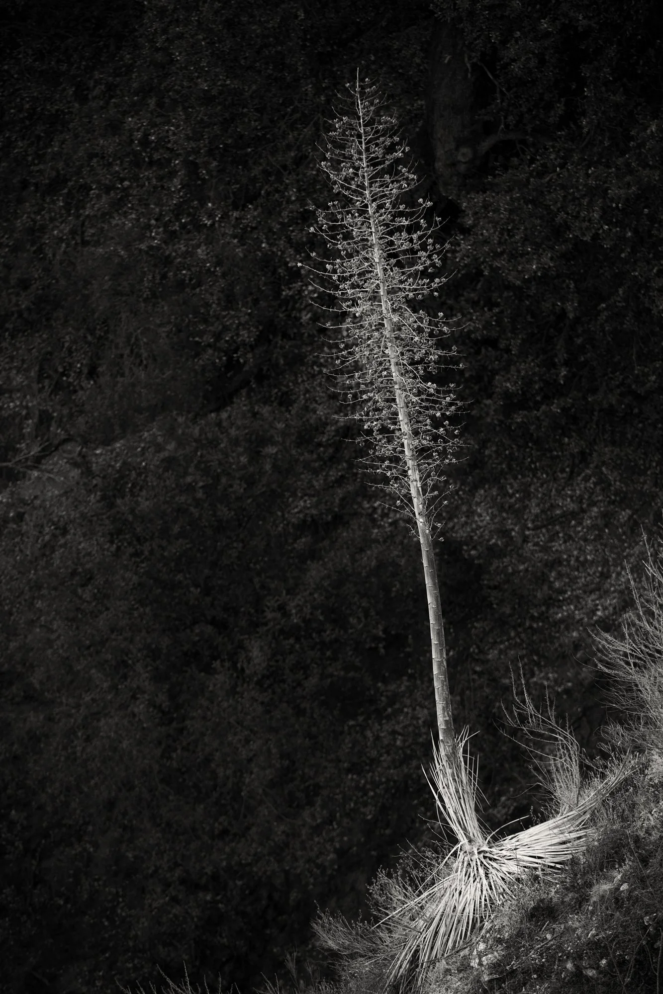 Finished Bloom CA. 2006