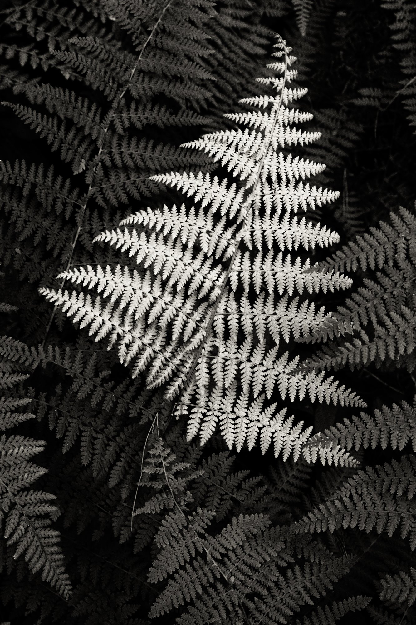 White Fern, MA.jpg