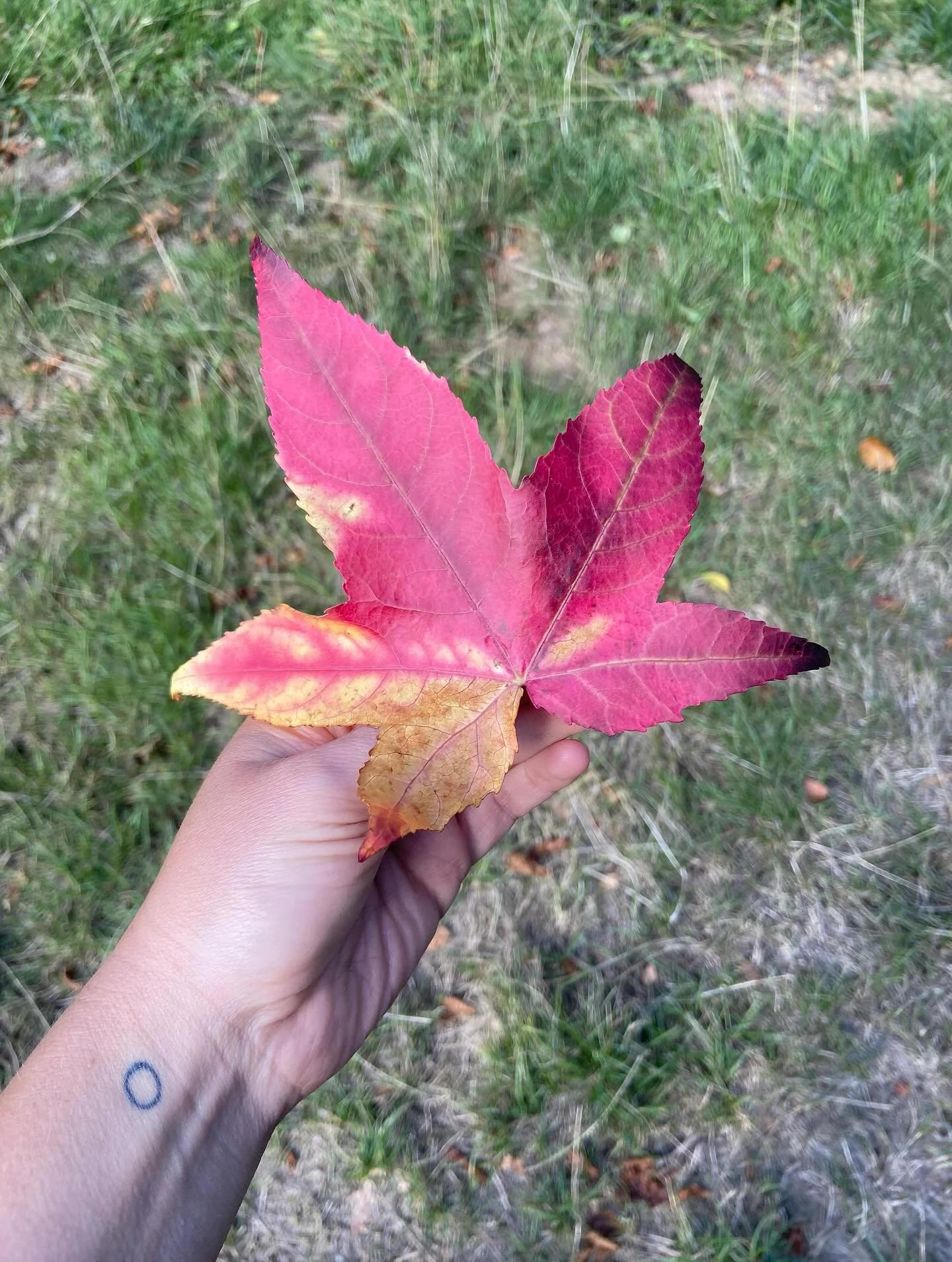 I&rsquo;m not great with change - who is - but nature teaches me every time how natural and safe it is. 

September, the autumn equinox, a month of clear change - now I can really see the beauty in it - the shift, the shedding, the release, the fall,