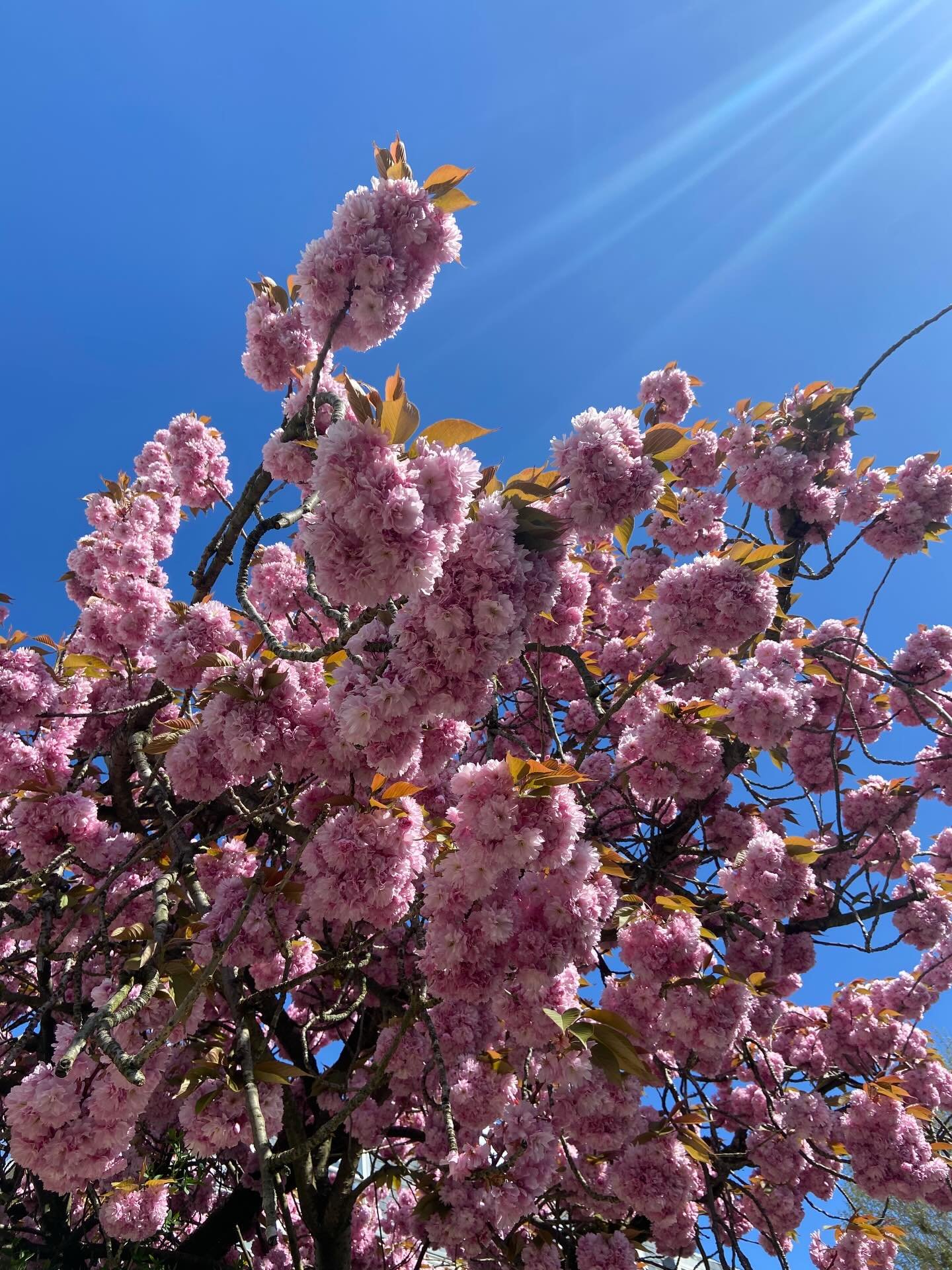 An Ode To Spring.

Every year. Blows my socks off.

My favourite, bitter sweet time of the year.

Blossom in all its bloom, showering us with the most beautiful displays. 

The gifts from the gods in the form of foraging heaven.

Sunshine!! (And show