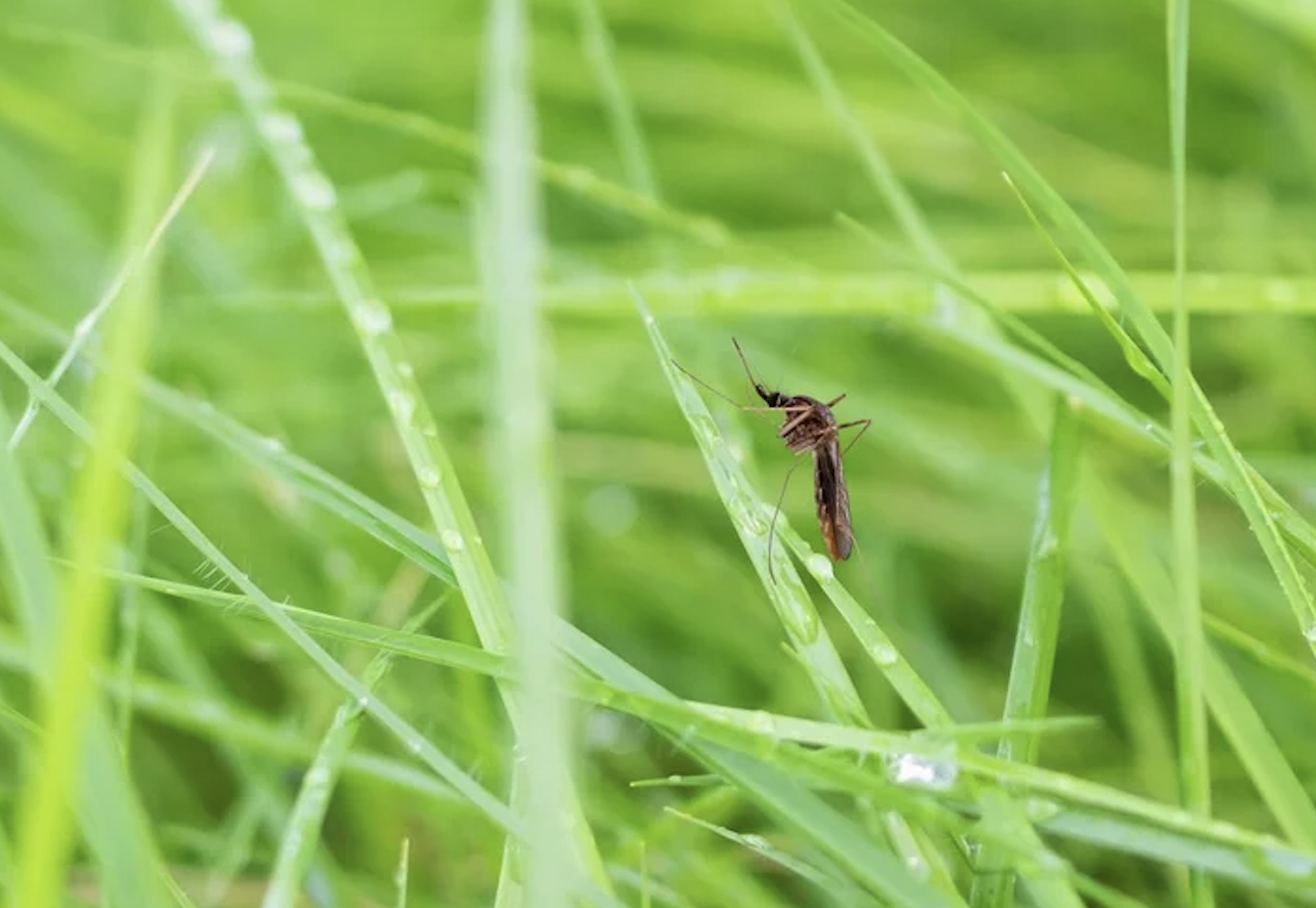 mosquito control