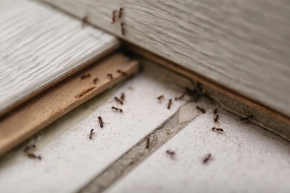 Pest control & bug spraying in Harvard, MA