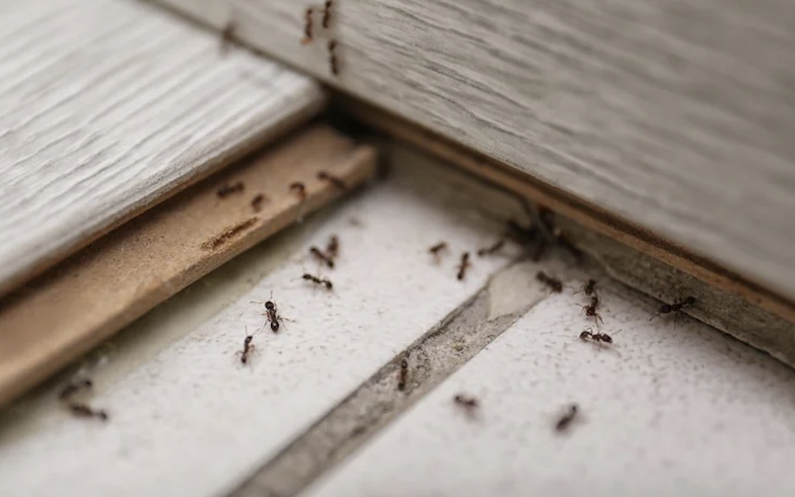 insect control services
