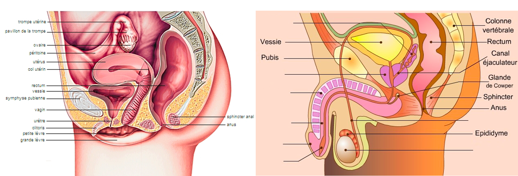 Quelles sont les différences physiques entre femmes et hommes