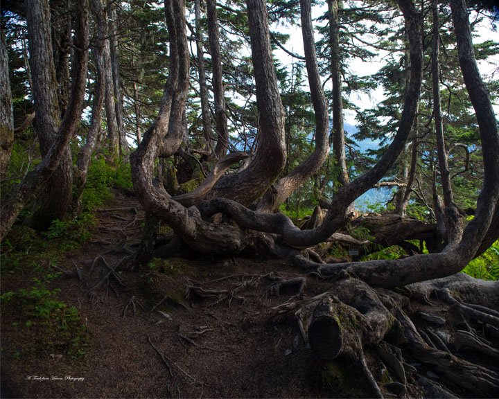 A Touch from Heaven photography Tangled Trees .jpg