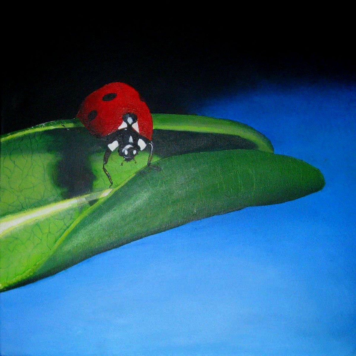 Lady Bug.jpg