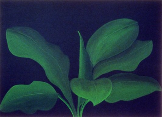 large-green-plant-painting.jpg