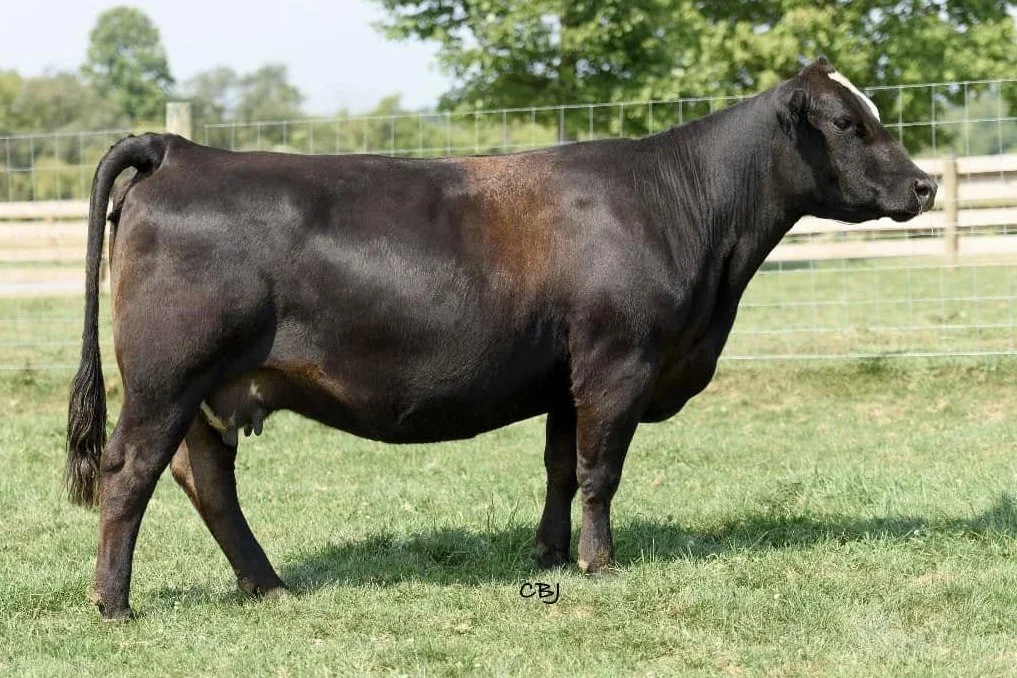31st Annual Virginia Tech Hokie Harvest Sale