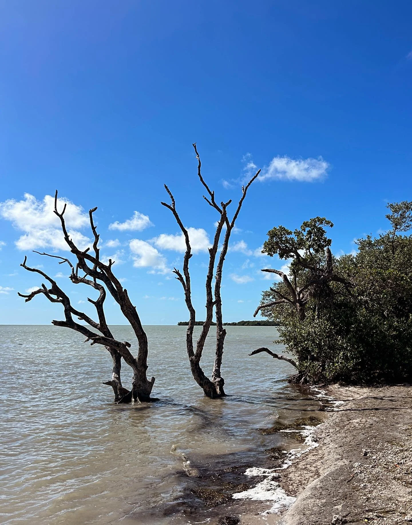 I had many a childhood fascination. The Everglades was definitely one of them. 

There were many expeditions.

I was allowed to catch things, grow things, fill terrariums with spiders and beetles and tadpoles and grasshoppers and crabs, anything and 