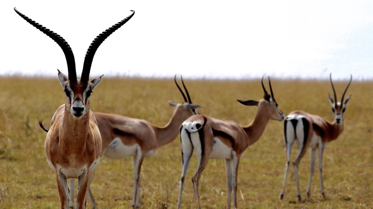 safariguides6.jpeg