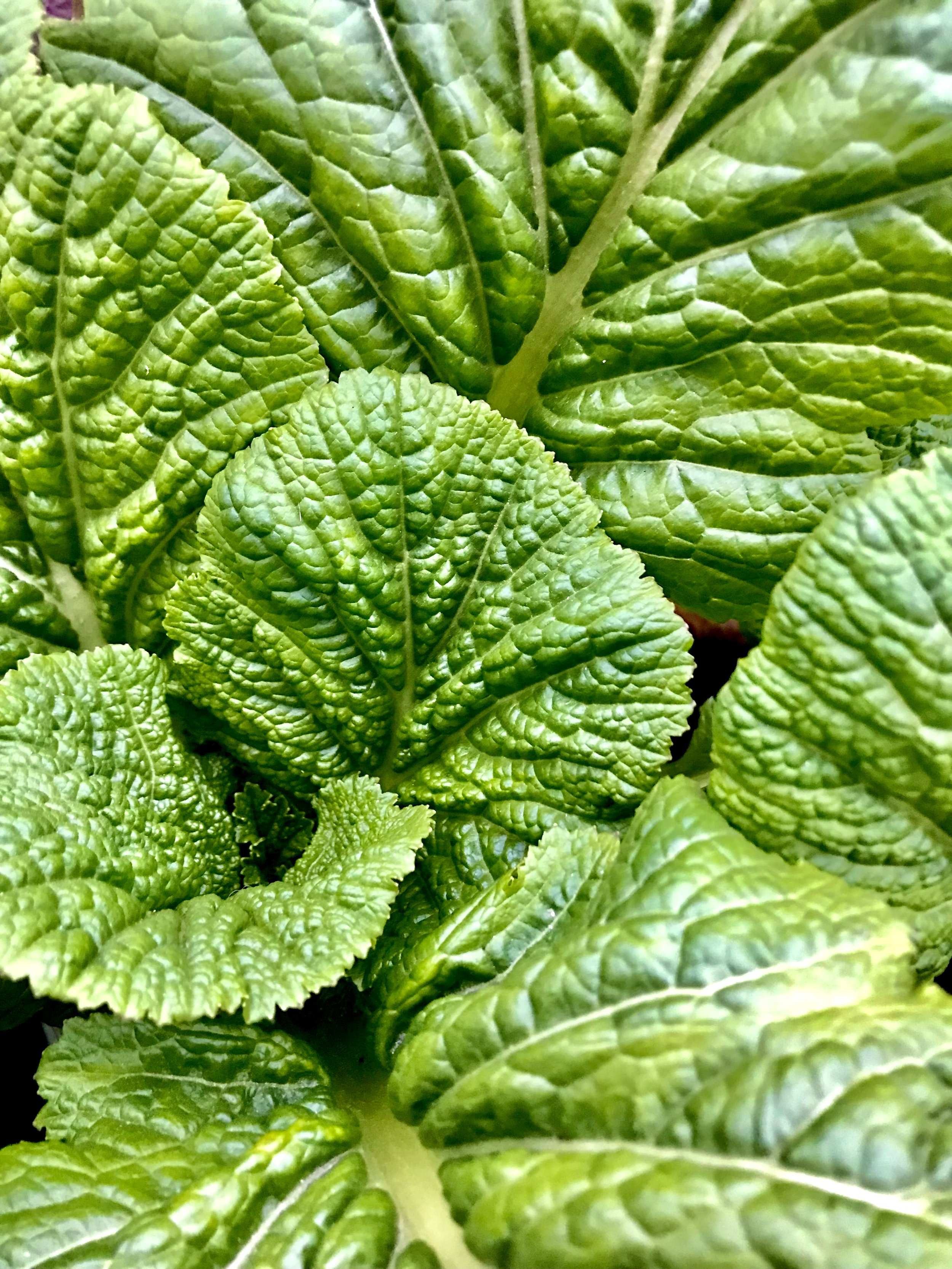 aloo saag