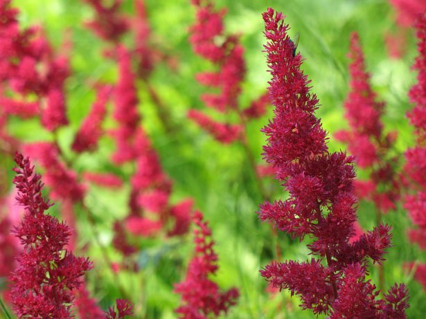 Amaranth and the Earth Element