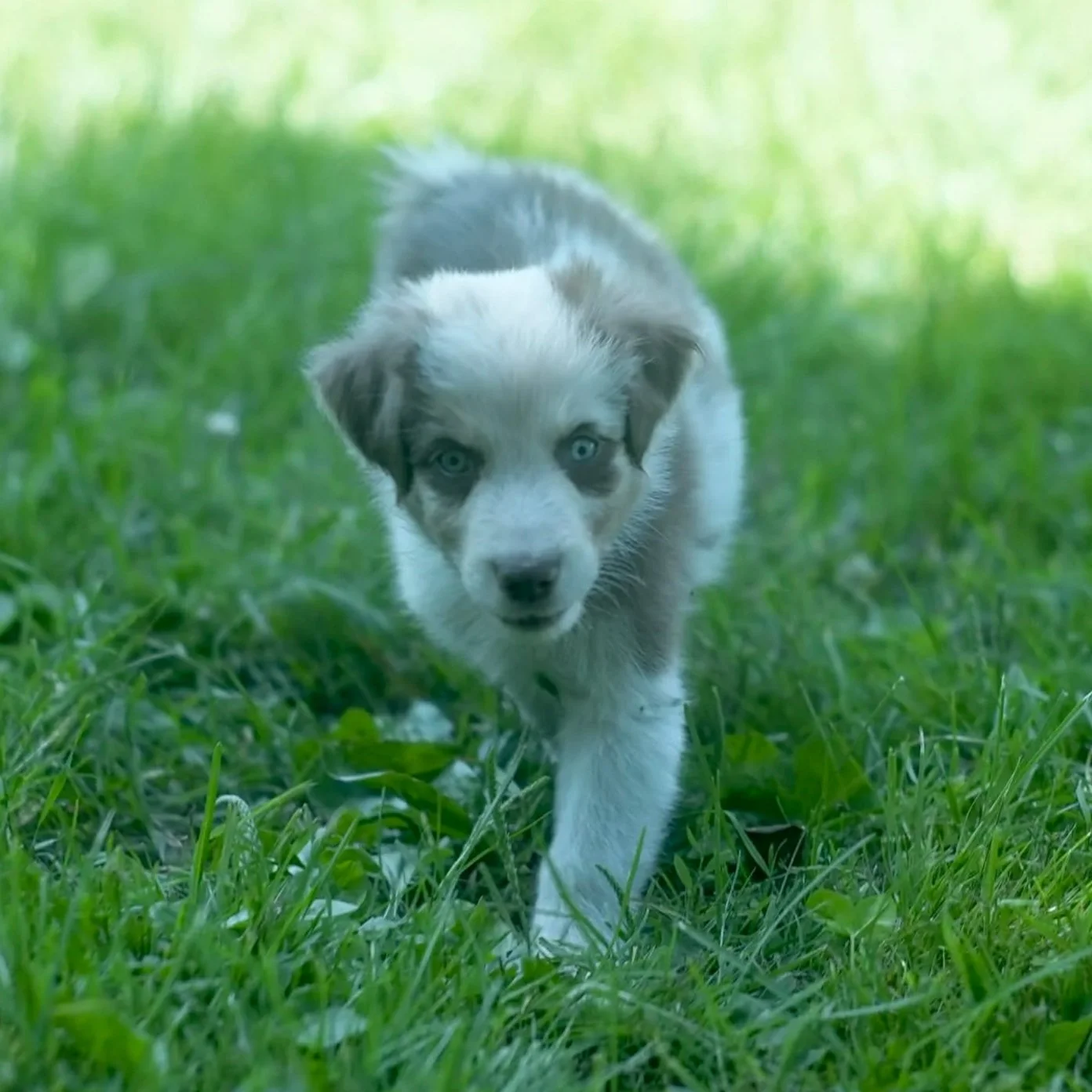 Spud - Red Merle Male