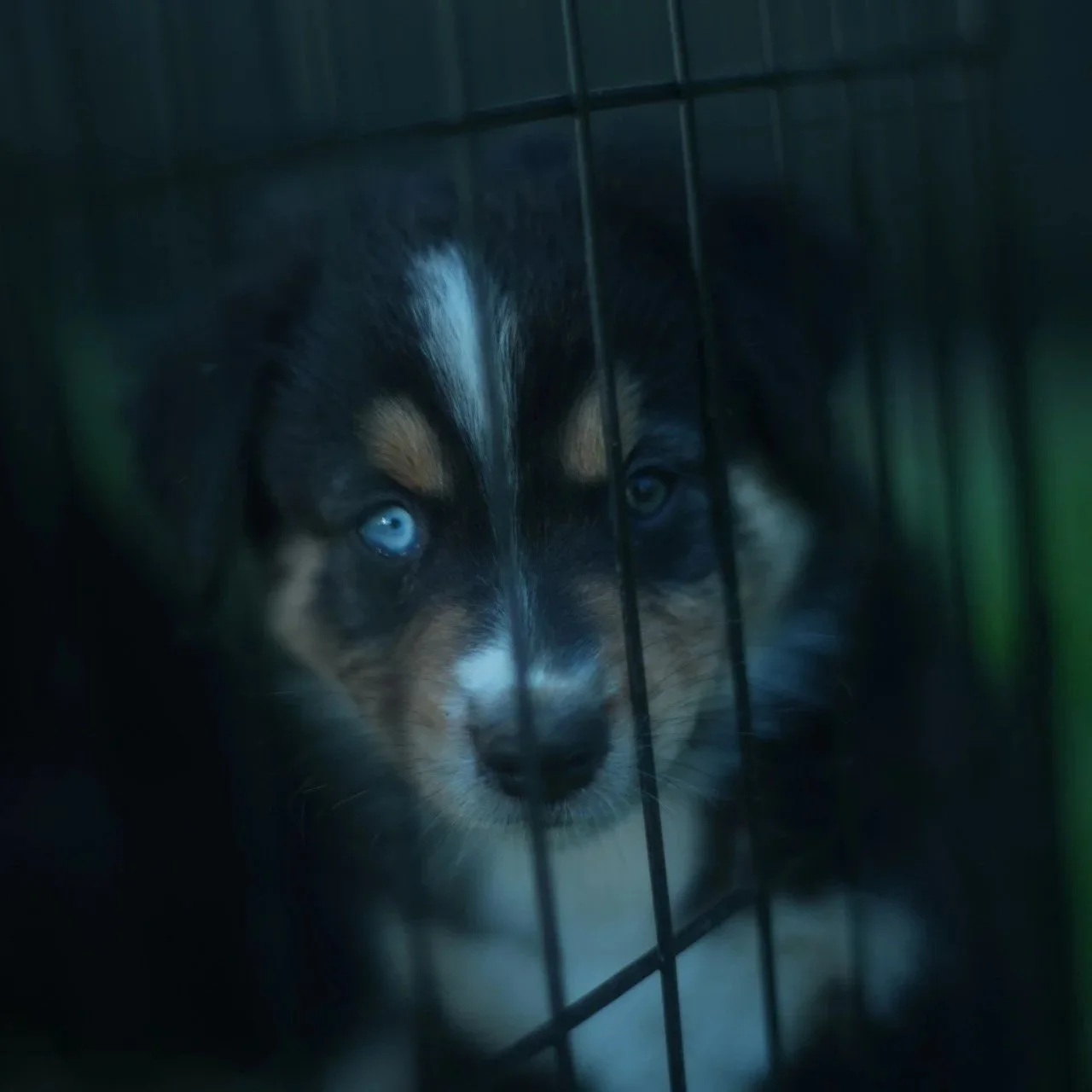 Chippy - Black Tri Male 
