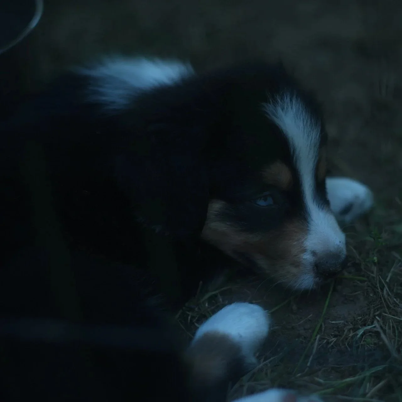 Yukon - Black Tri Male 