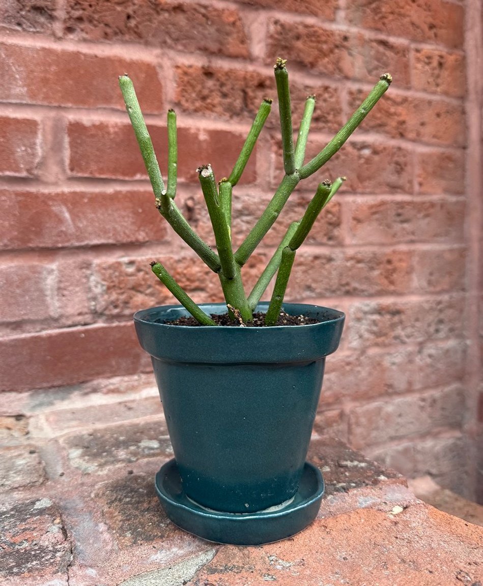 Pots for Plants