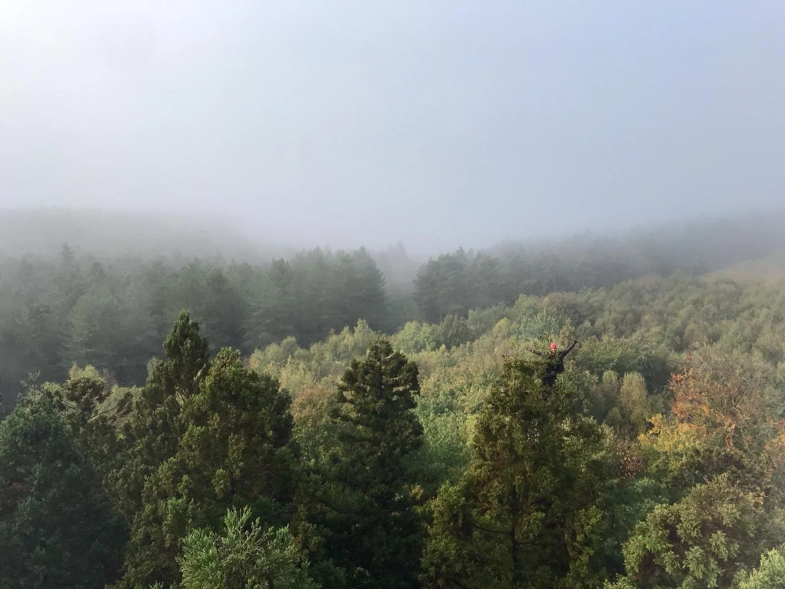 seed collecting tree tops