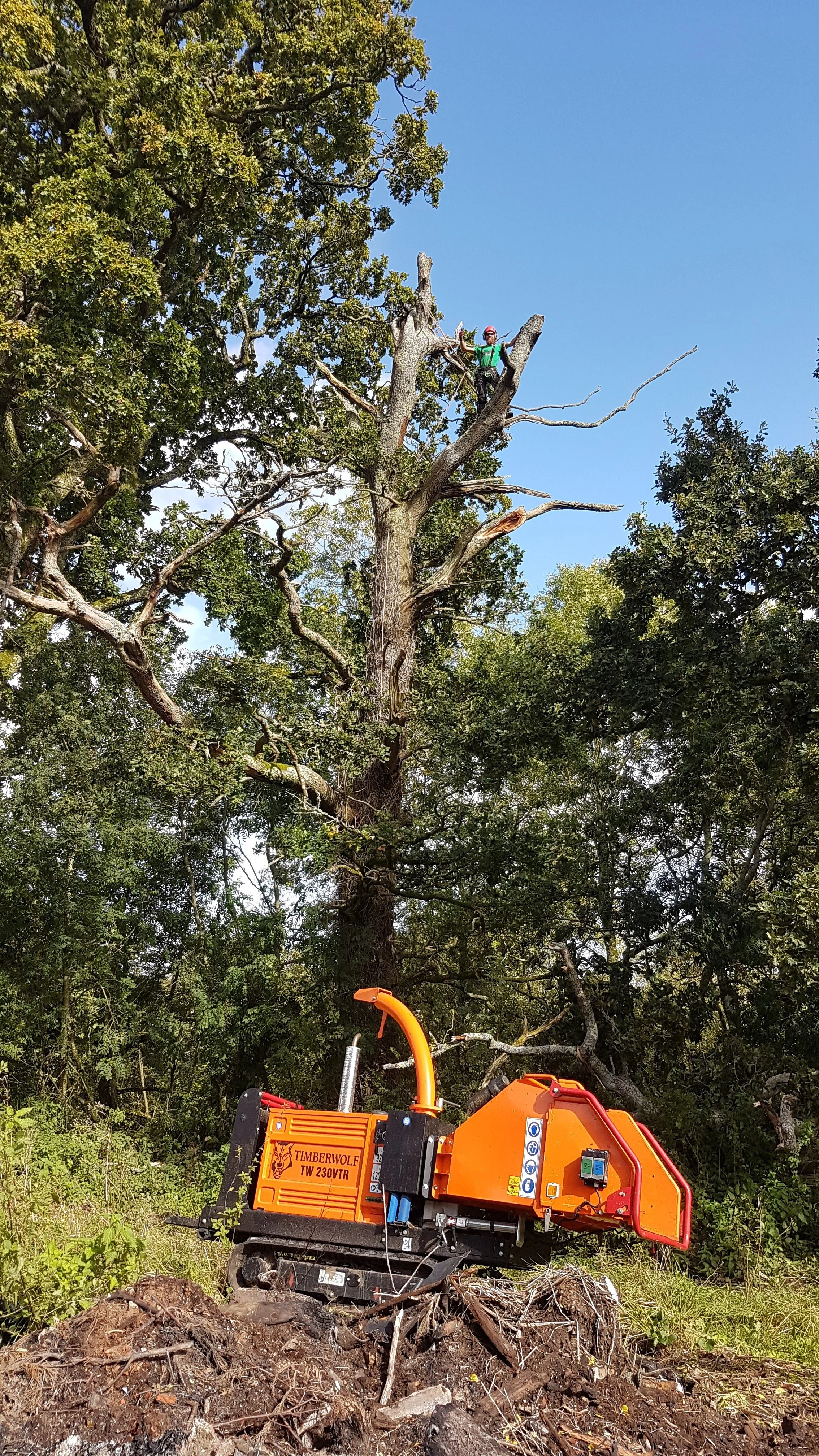 tree surgery