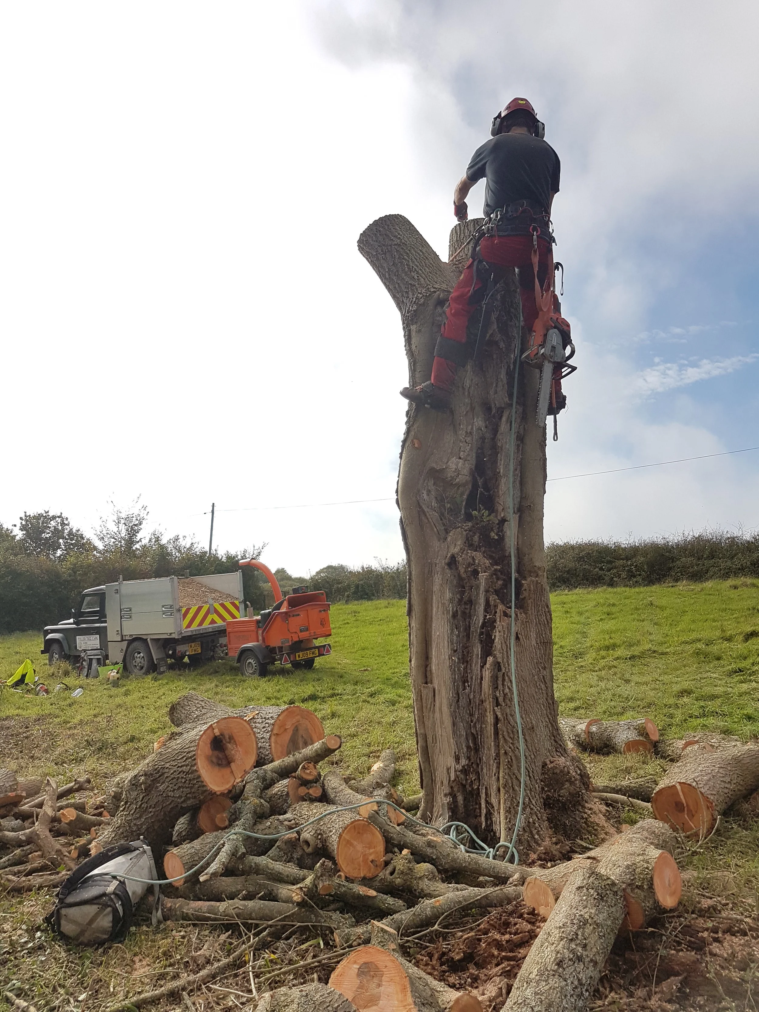 tree pollard