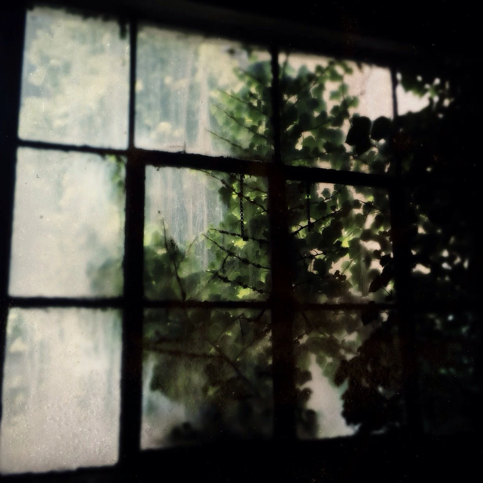 grimy window plant.JPG