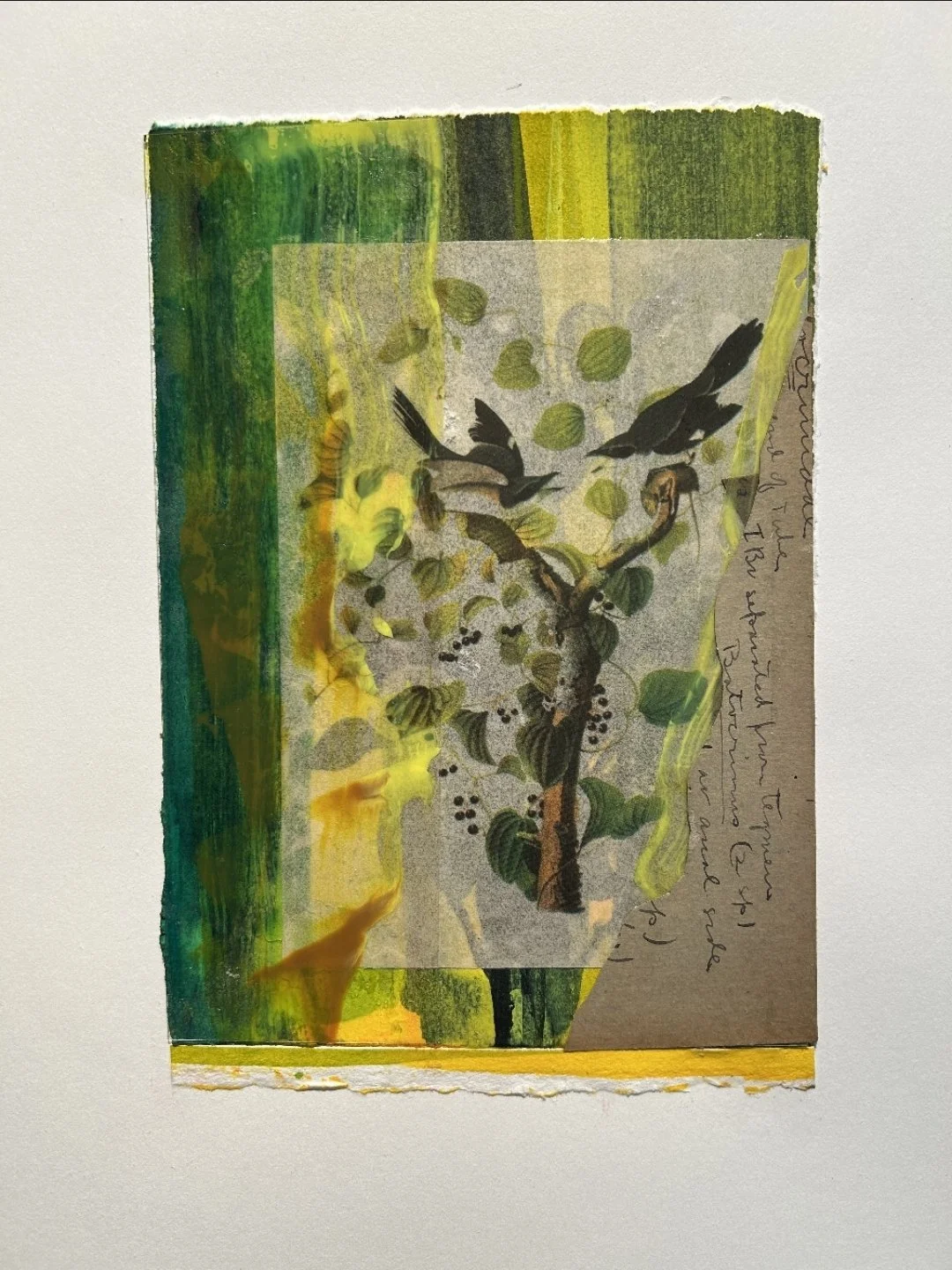Moss & Olive