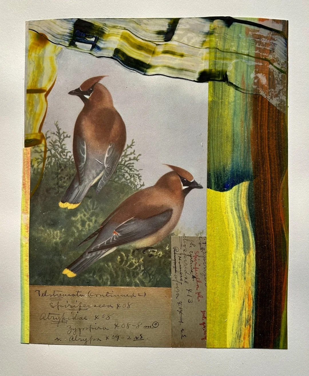 Waxwings