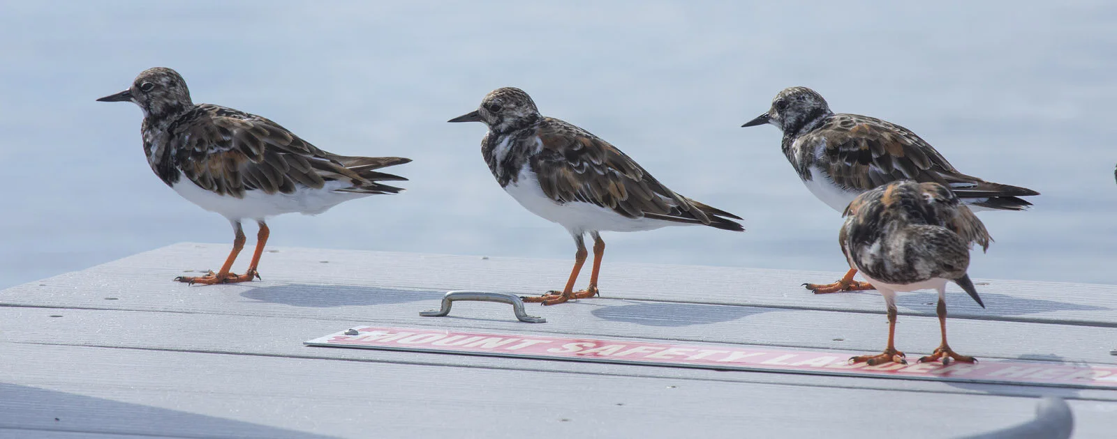 Resident Access — Pelican Landing