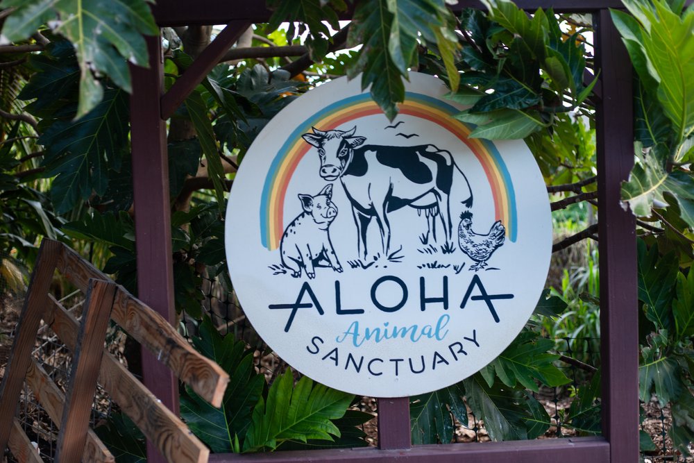 Aloha-Animal-Sanctuary-Volunteering-116.jpg