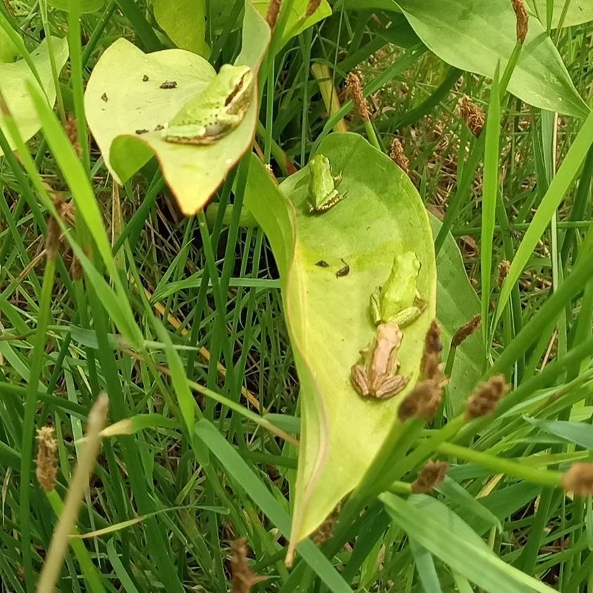 Froggy Bottoms