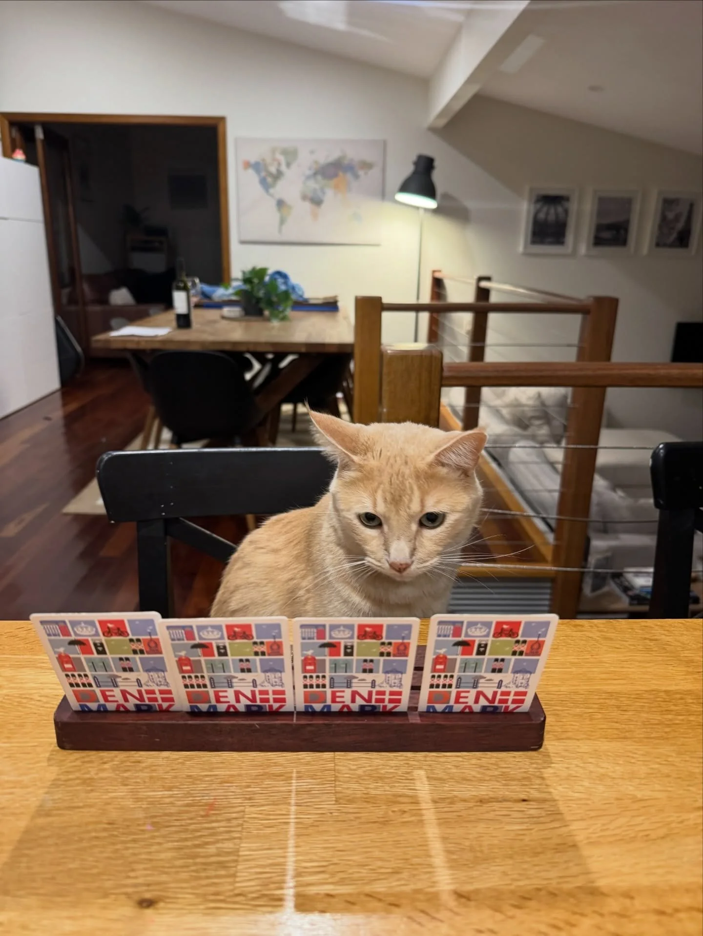 A cat after my own heart 🐈&spades;️&clubs;️&diams;️&hearts;️

#rescuecatforthewin