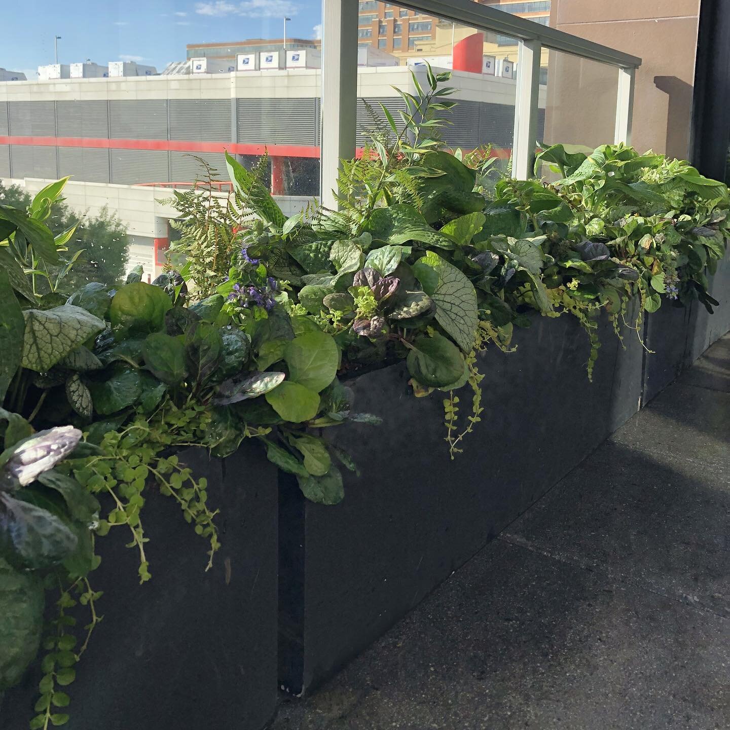 Lush, shade planter box for a residential terrace&mdash;so much gorgeous variety from our designer @micafreak 🙏