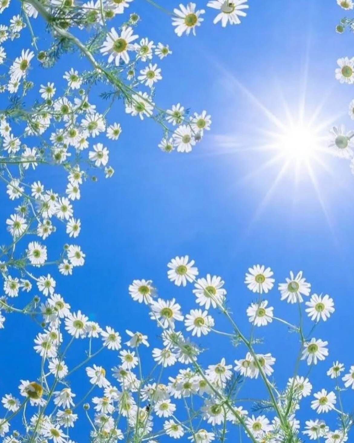 Heat got me missing Sunday!?!

#GWCsundaysaves
#sundaysaves 

Who made the world?
Who made the swan, and the black bear?
Who made the grasshopper?
This grasshopper, I mean &ndash;
the one who has flung herself out of the grass,
the one who is eating 
