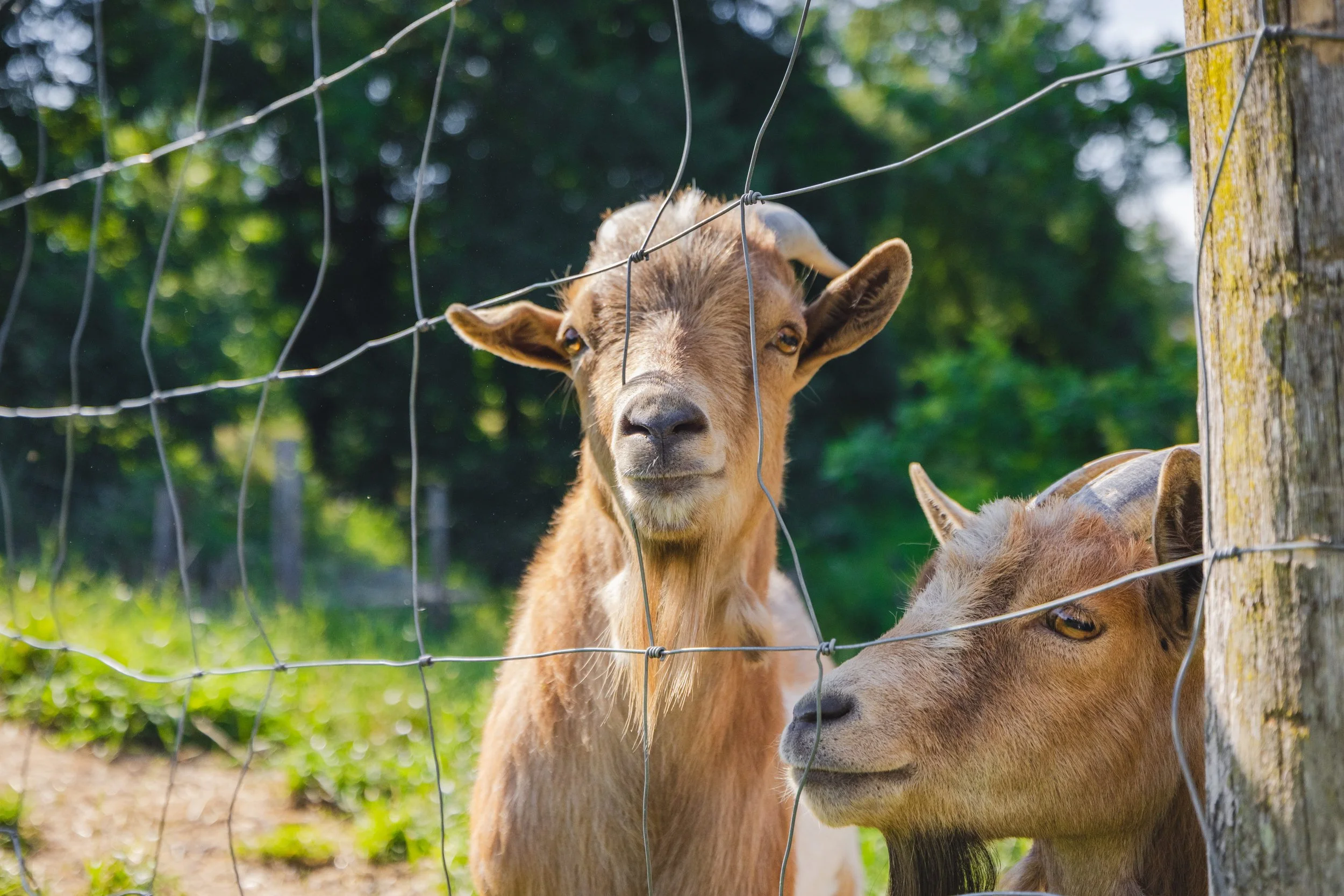 Königgut-9802 (1).jpg